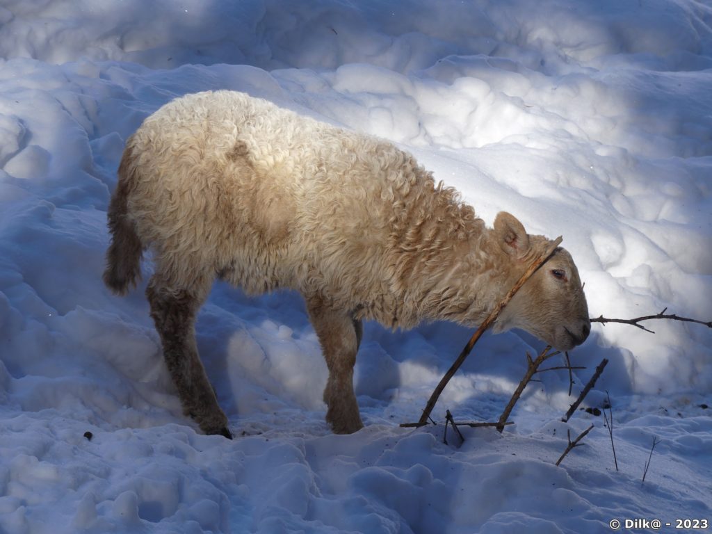 Le petit agneau dans la neige
