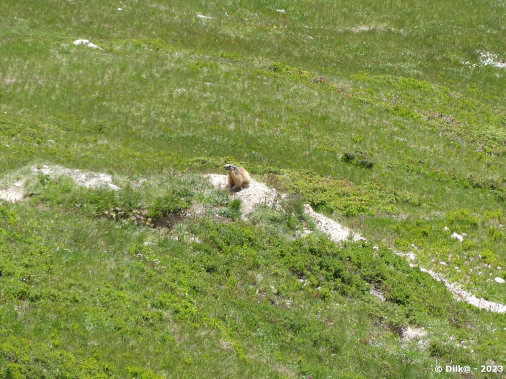 Une marmotte se dore au soleil