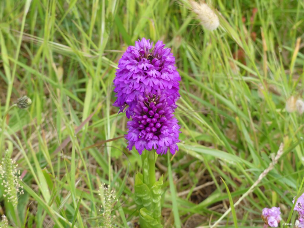 Orchidée dans le marais de Curnic