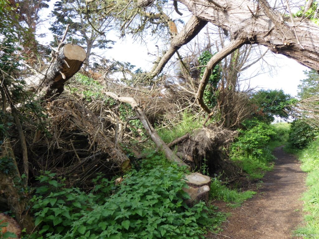 Dégâts de la tempête Ciaran en novembre 2023 en bordure du GR34