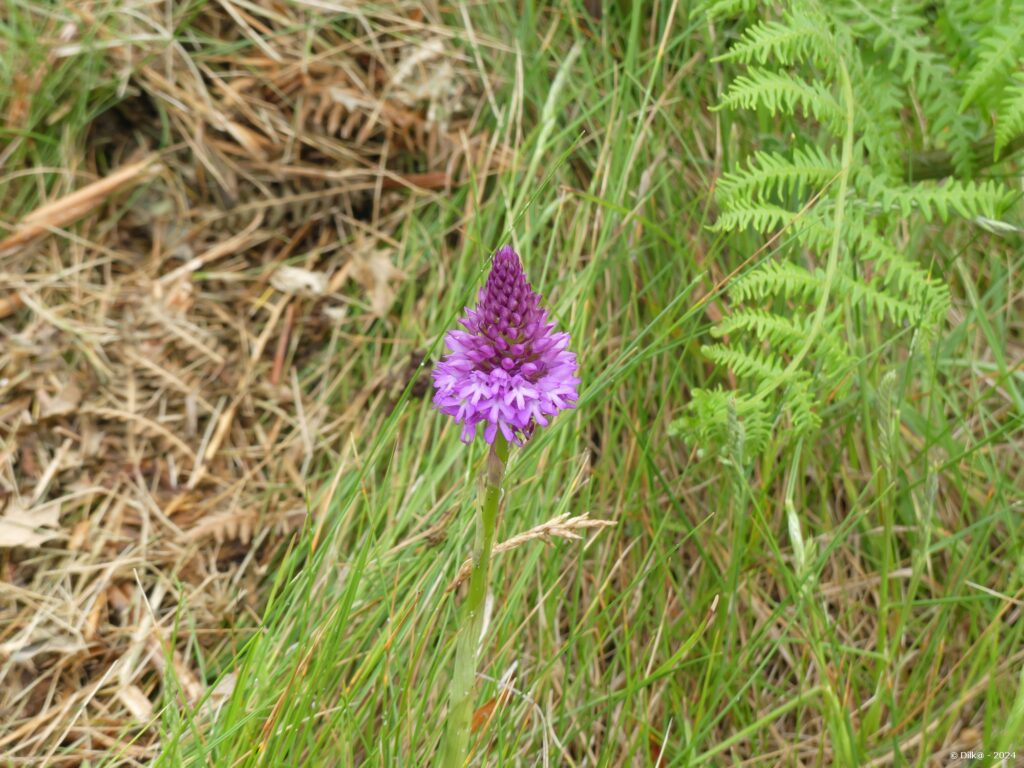 Orchidée sur la presqu'île de Sainte-Marguerite