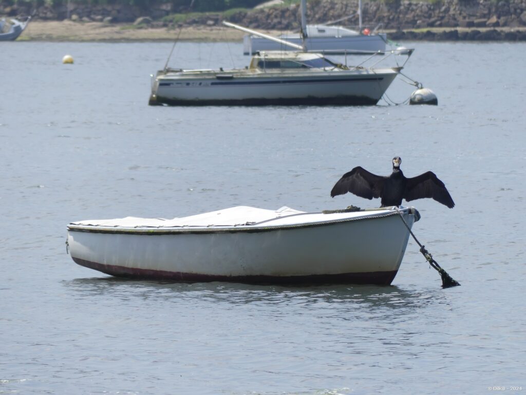 Le cormoran de l'Aber Benoît