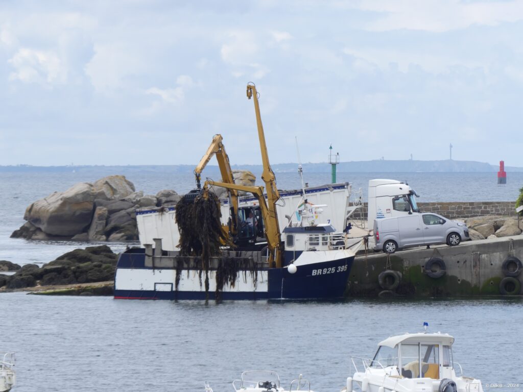 Déchargement d'algues au port de Lanildut