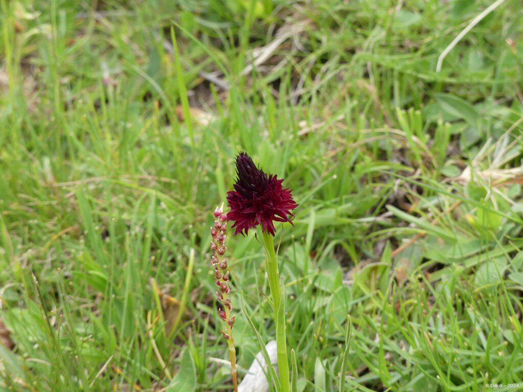 Orchis vanille