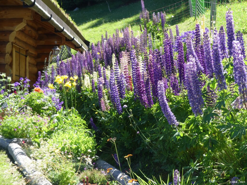 Lupins près d'un chalet