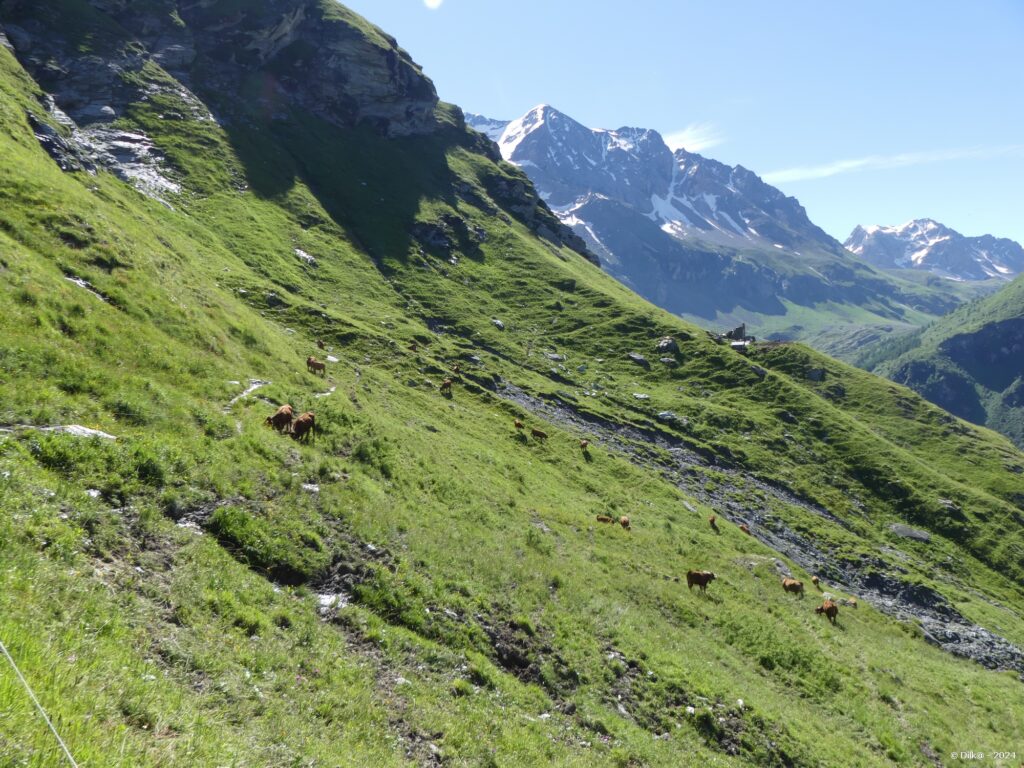 Le sentier passe au milieu d'un troupeau de vaches toutes avec de belles clarines