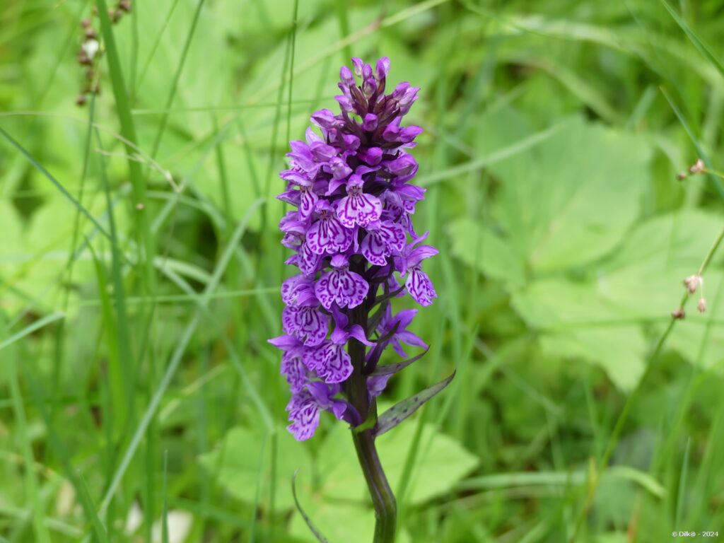 Orchis tacheté