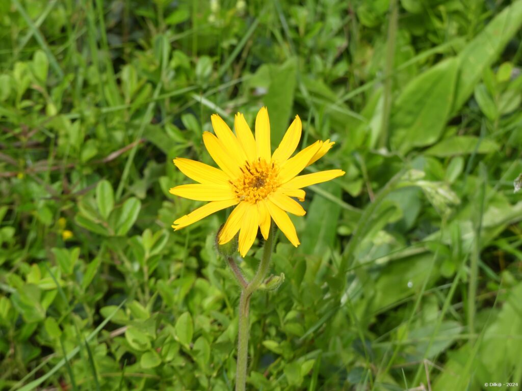 Arnica des montagnes