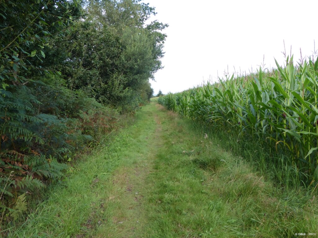 Le sentier longe des cultures de mais ou de blé