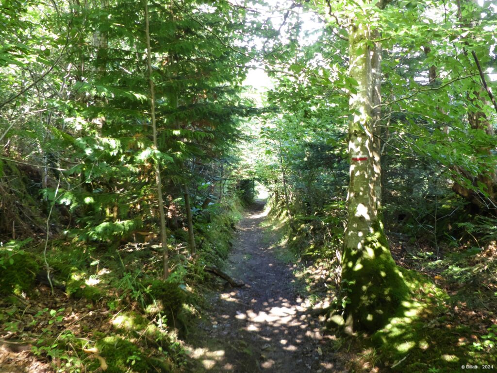 Passage dans les bois