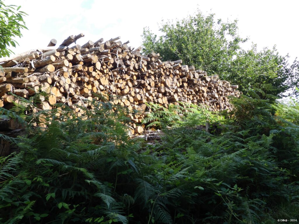 Tas de bois sur le bord du chemin