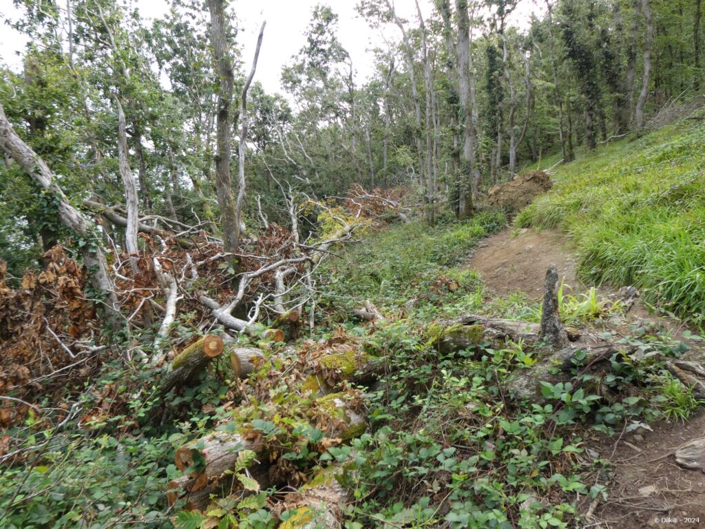 Le sentier au milieu des branches et troncs d'arbres tombés lors de la tempête de Ciaran