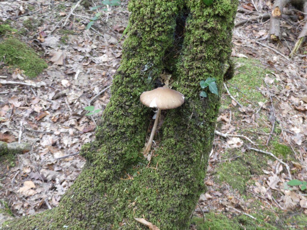 Petit champignon réfugié au creux d'un arbre