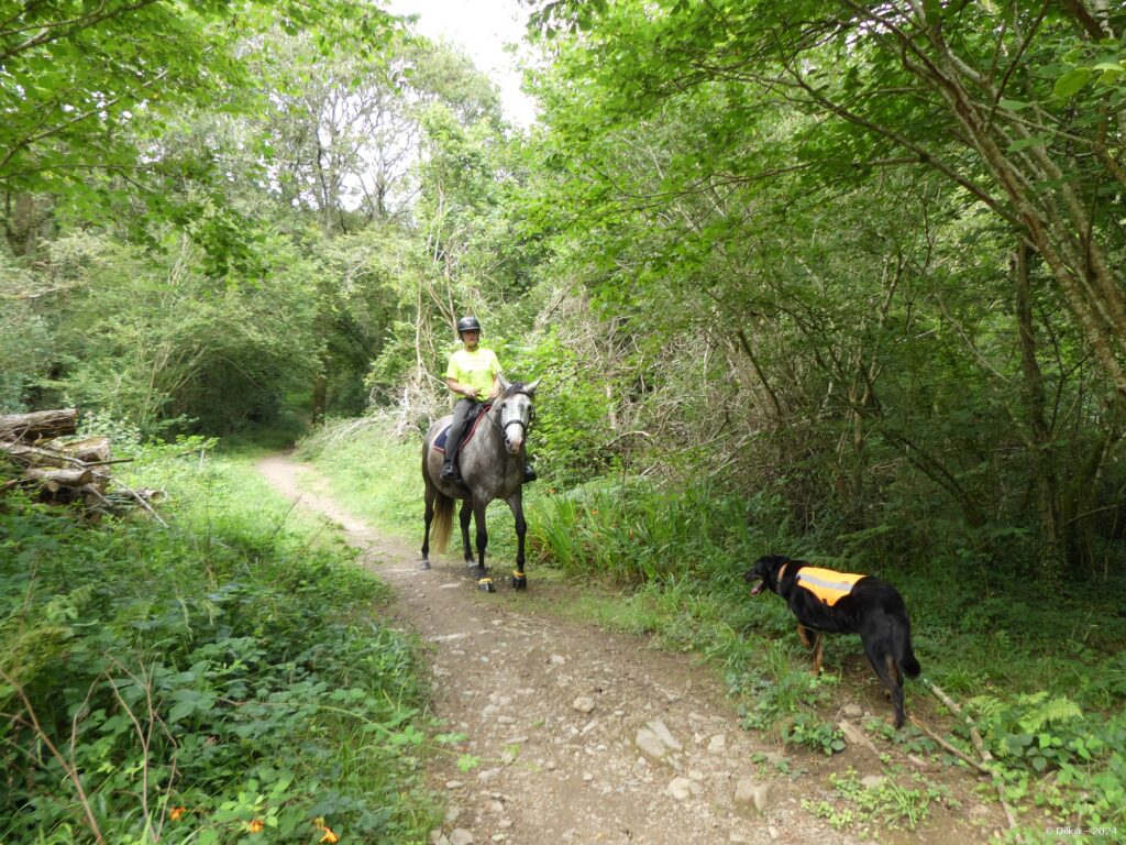 Cavalier au milieu des bois