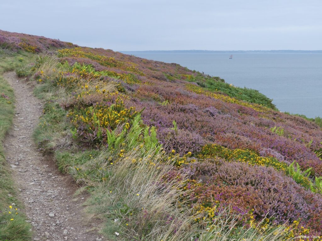 Le sentier côtier traverse la lande de bruyère et d'ajoncs