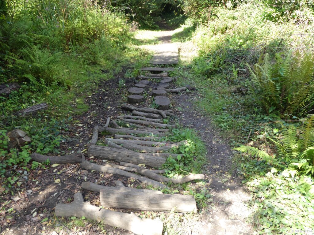 Les troncs d'arbres permettent de traverser la zone boueuse du sentier