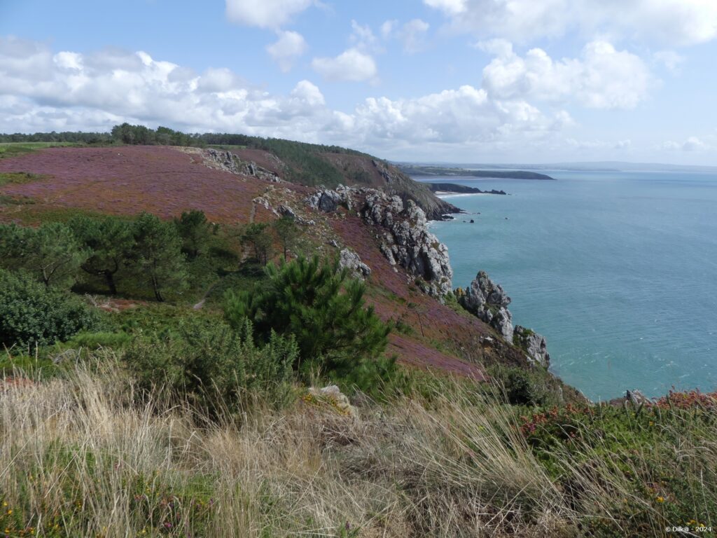 Le sentier traverse la lande de bruyères et d'ajoncs