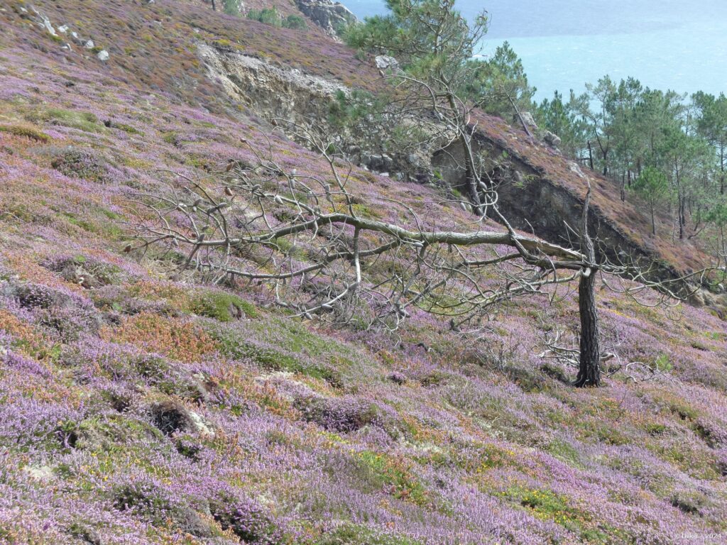 La lande de bruyères et d'ajoncs