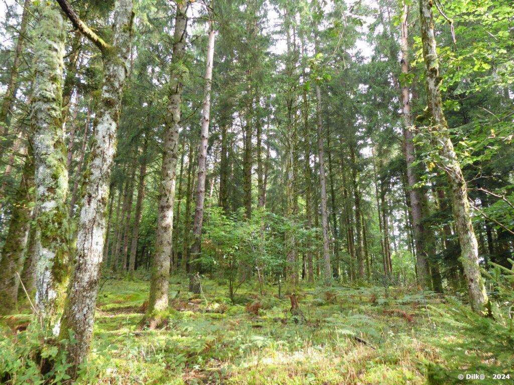 La forêt de Champagnac-la-Noaille