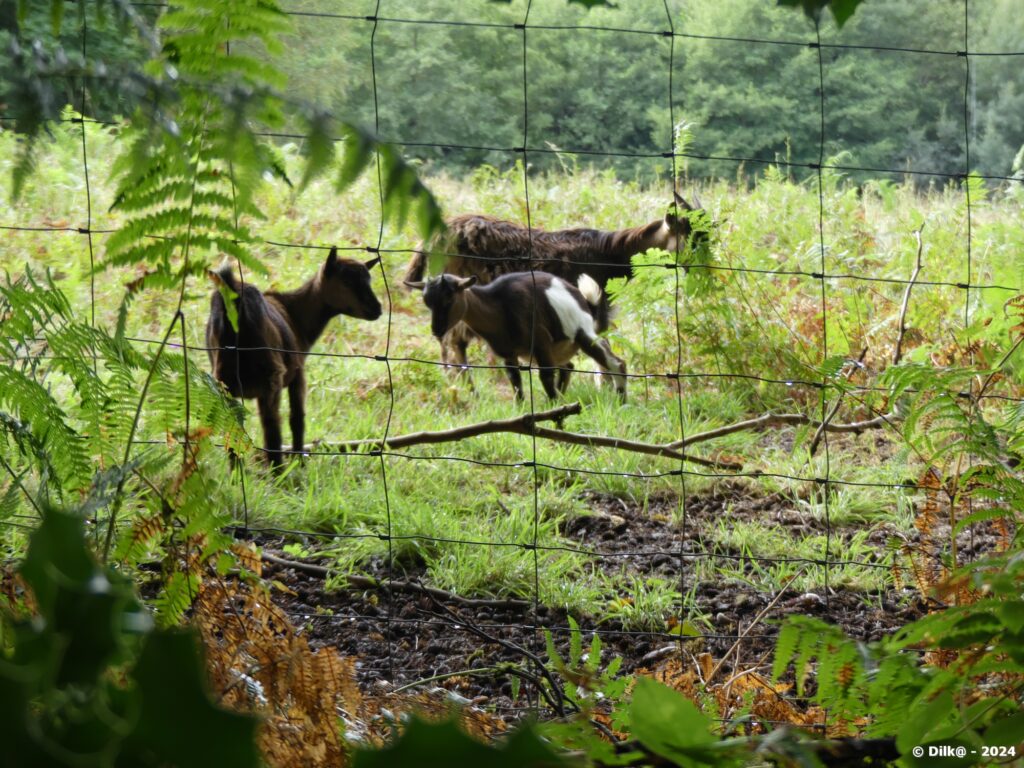 Des chèvres et leur chevreaux