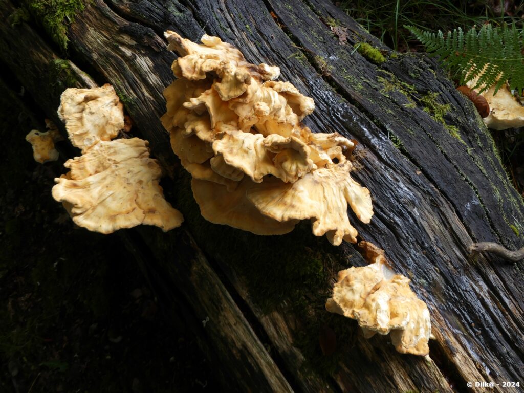 Des champignons lignicoles