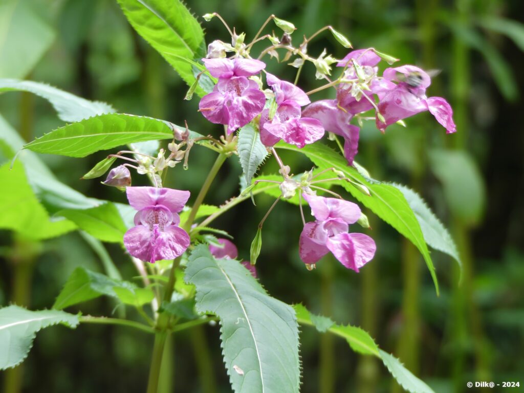 Impatiens sauvages