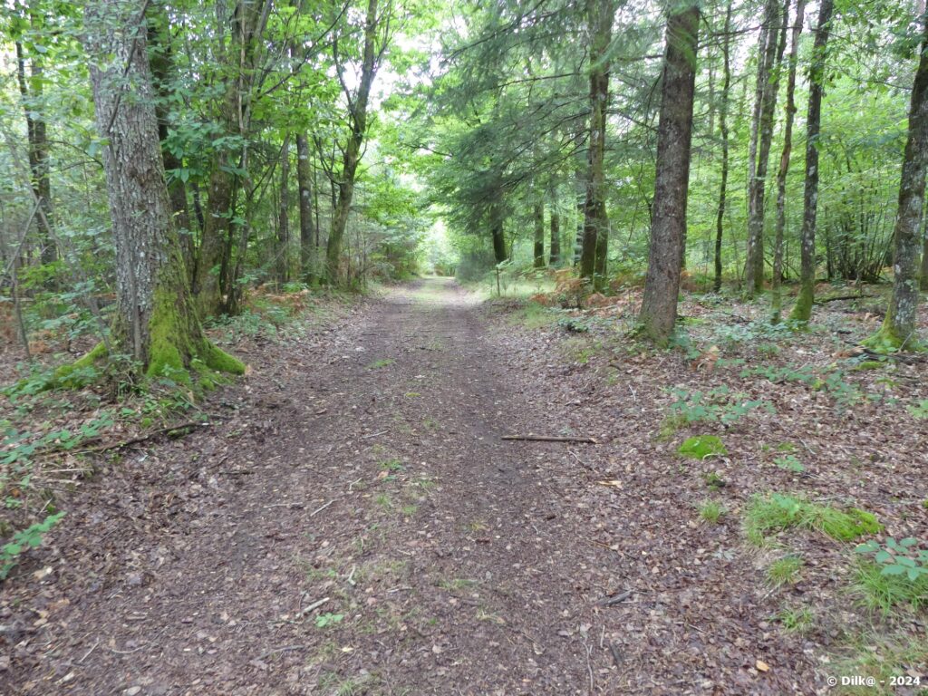 Dans les sous-bois de Champagnac-la-Noaille