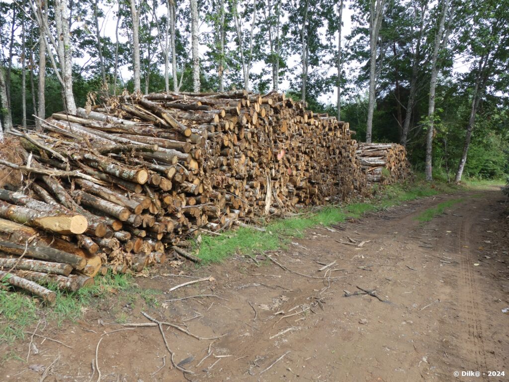 Tas de bois au bord du chemin