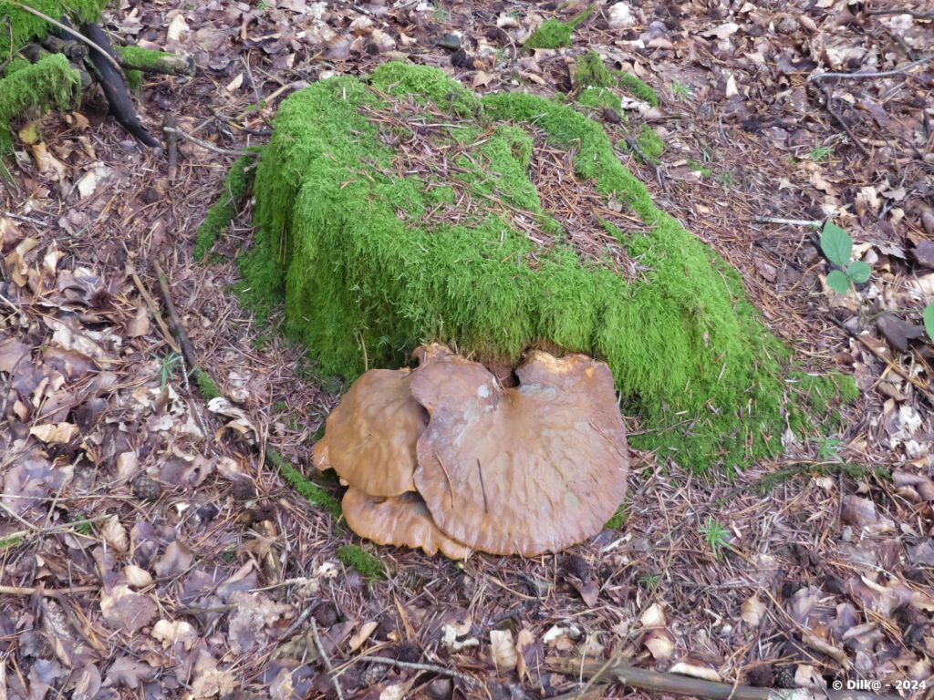 Des champignons lignicoles