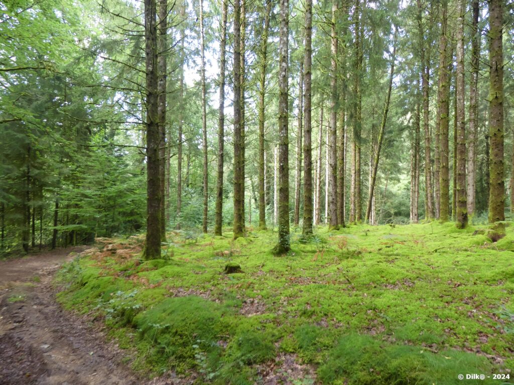 En forêt entre Marcillac et les étangs des Ramandes