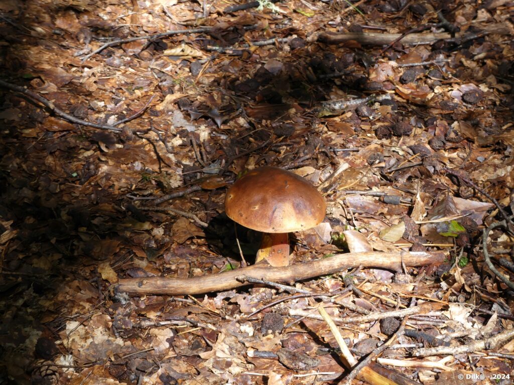 Cèpe au milieu du chemin