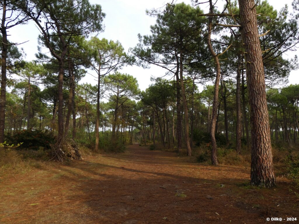 Le sentier en forêt des Pays de Monts