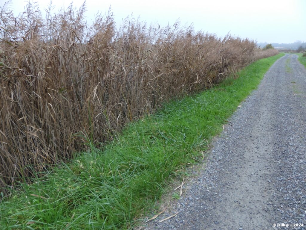 Les roseaux le long des chemins et routes du marais Breton Vendéen