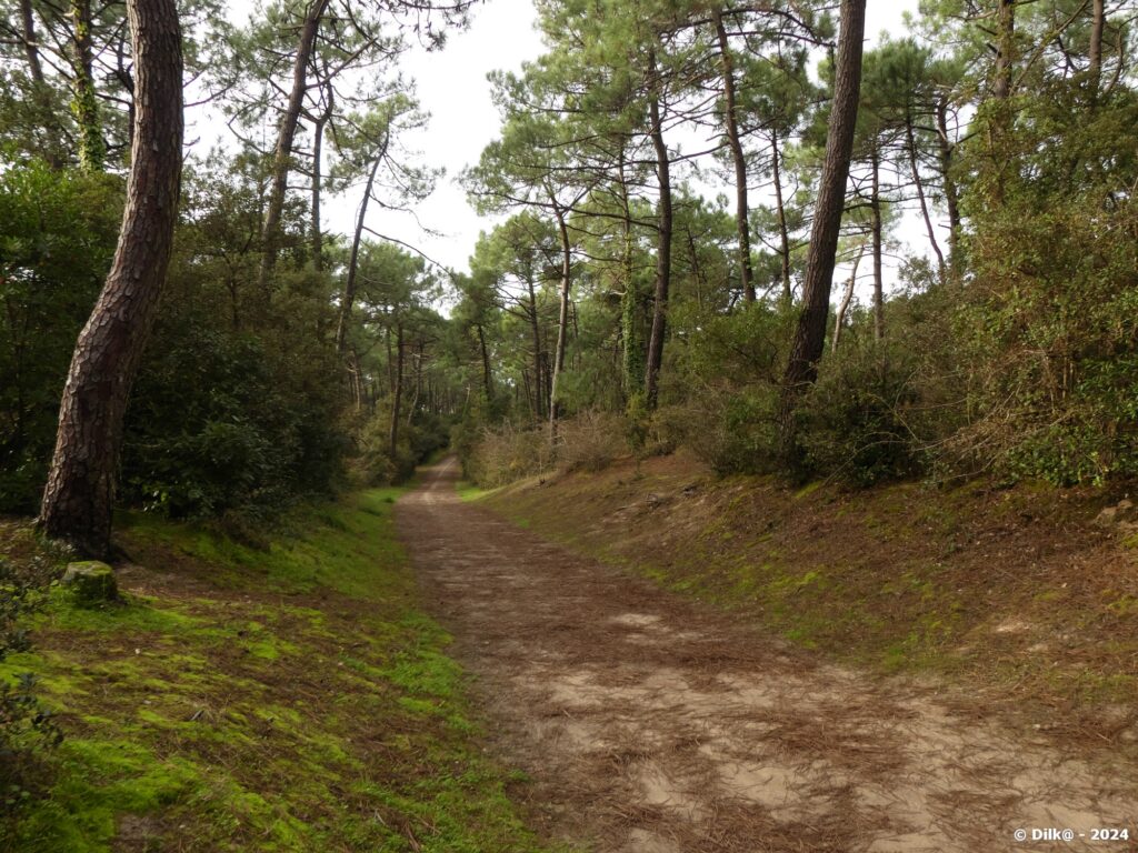 La forêt des pays de Monts