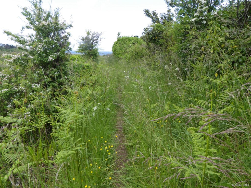 Entre Saint-Hernot et La Palue, le chemin est à peine visible