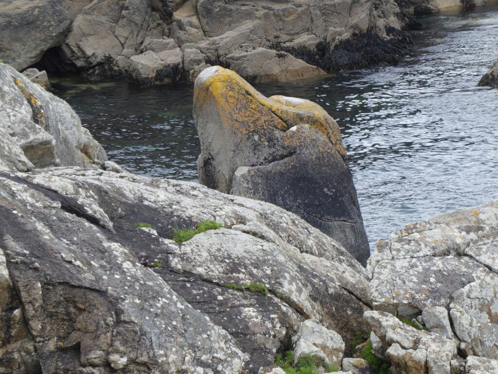 Le dauphin