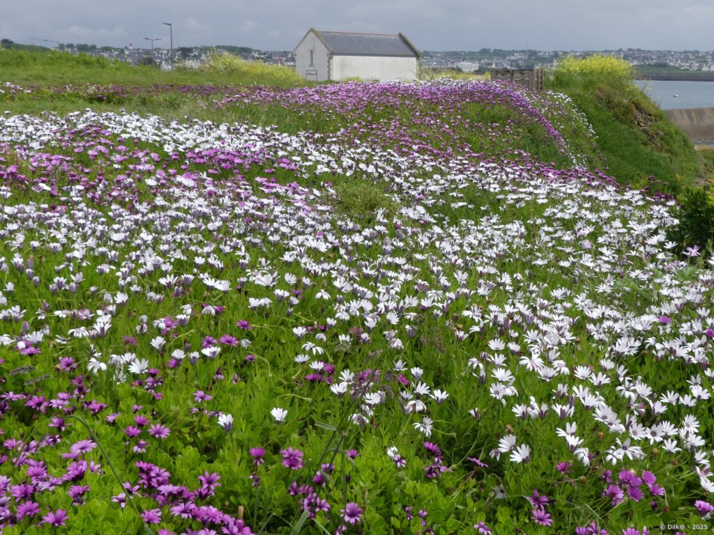 Parterre de fleurs près d'une guérite