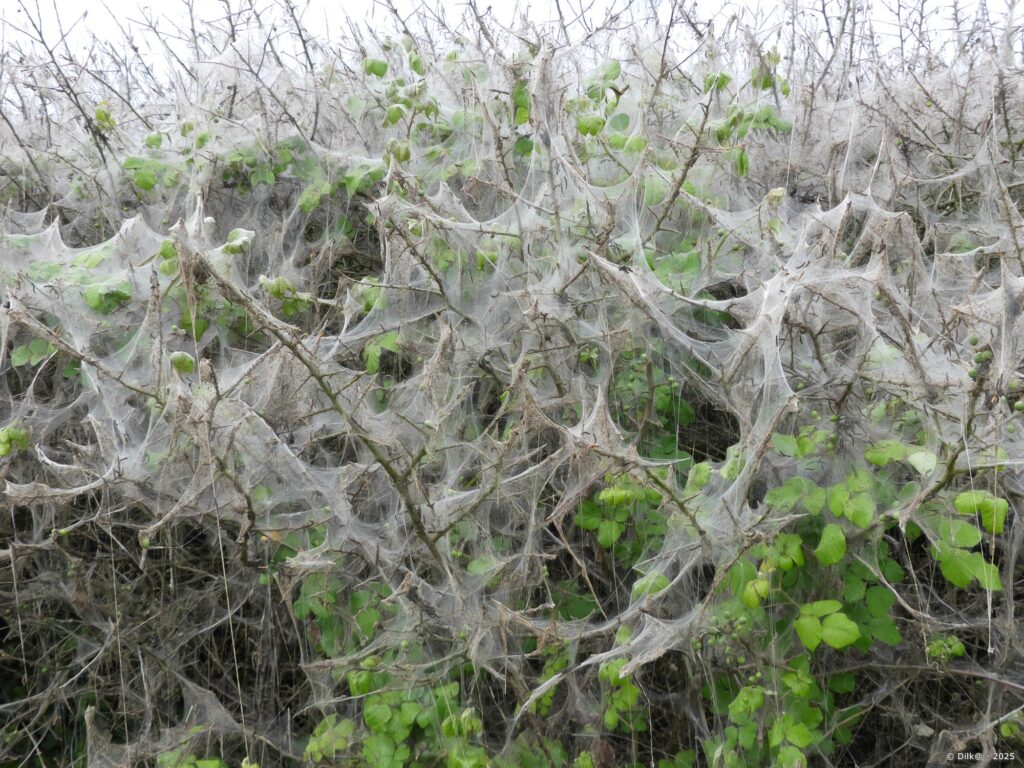 Toile d'arraignée