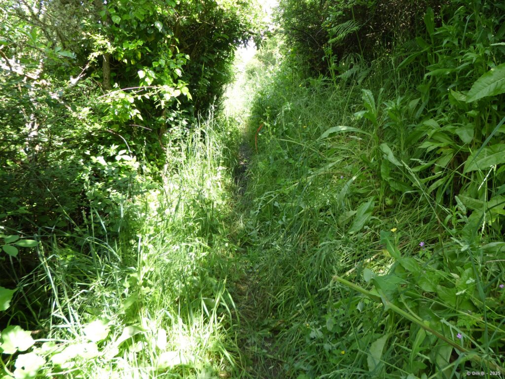 Le GR34 est au milieu des herbes hautes