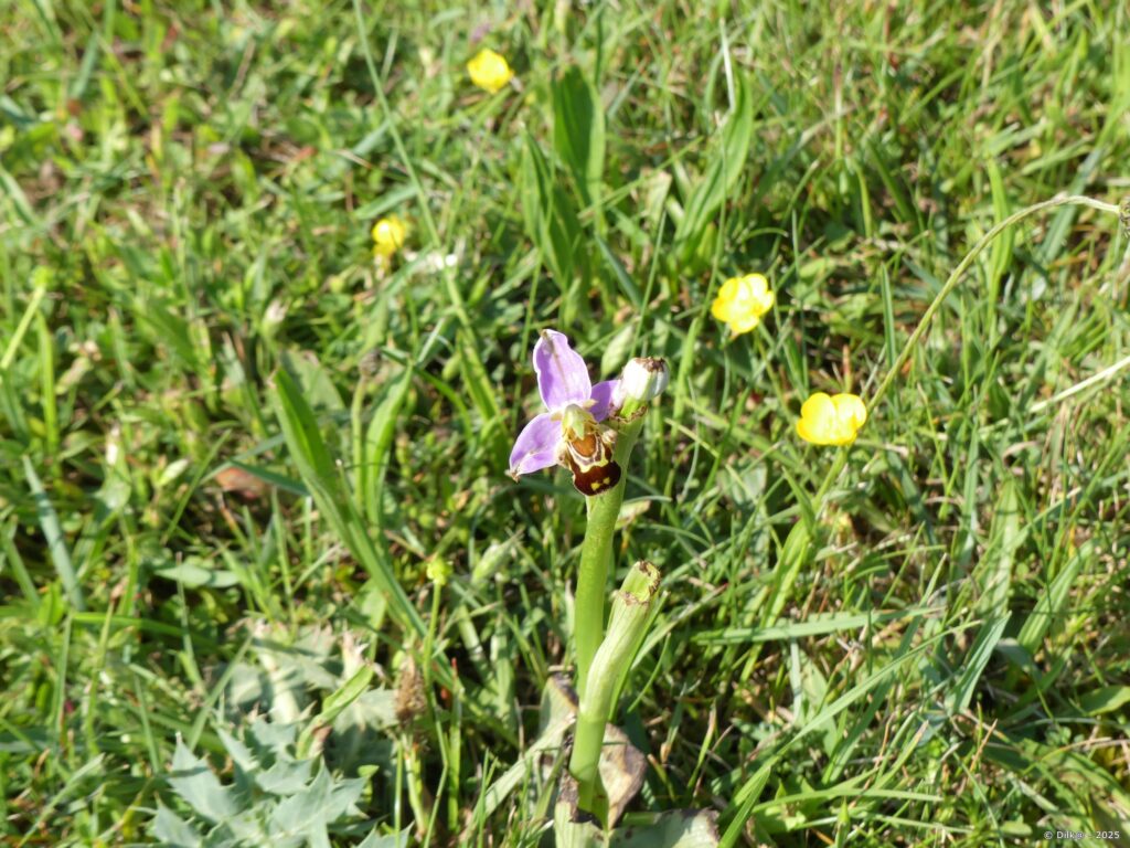 L'ophrys abeille