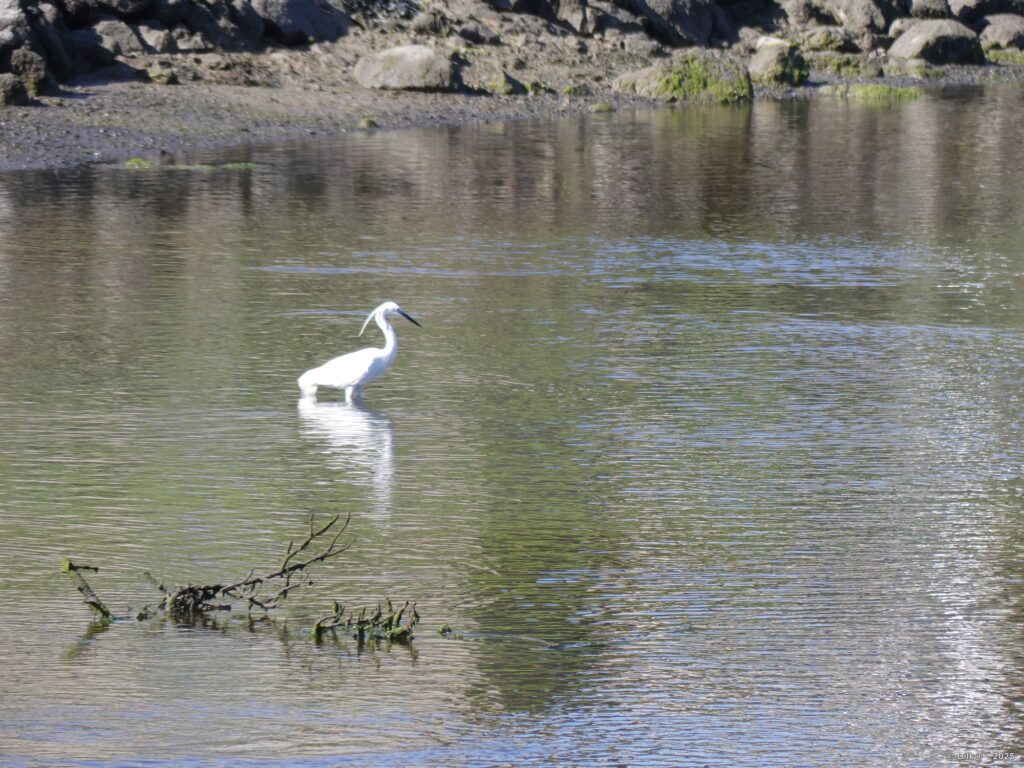 Aigrette garzette