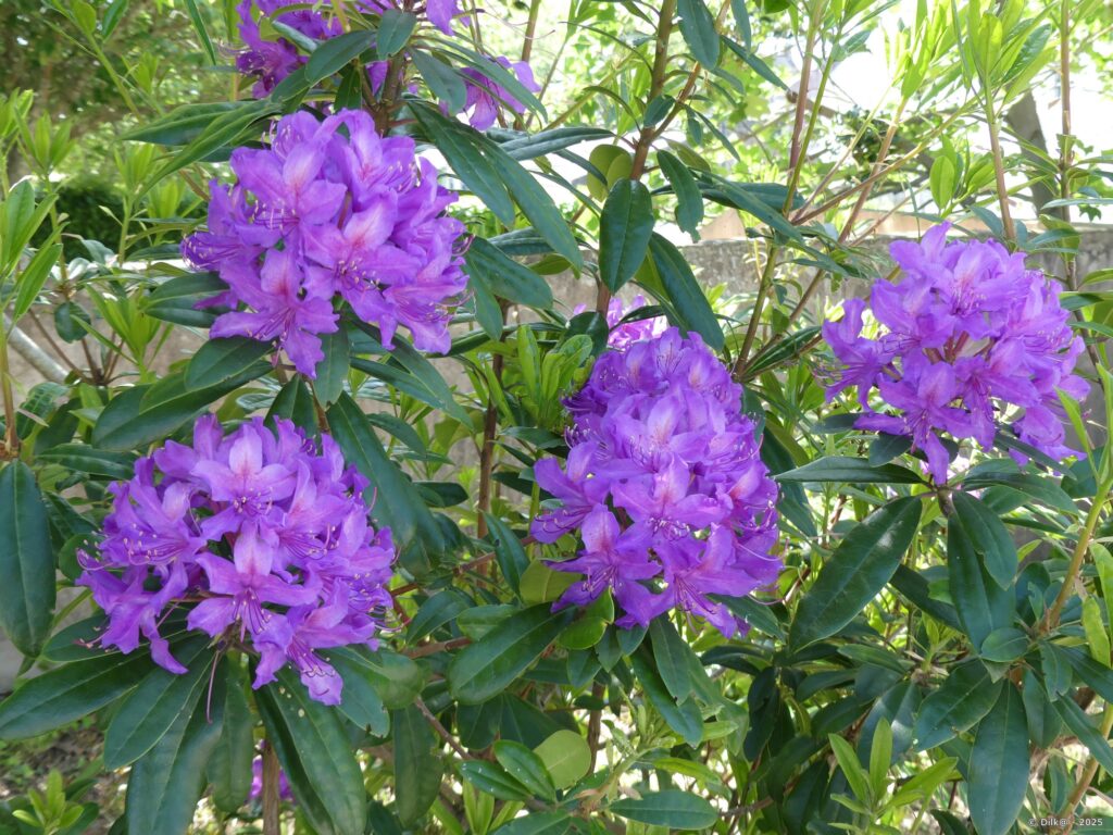 Rhododendron