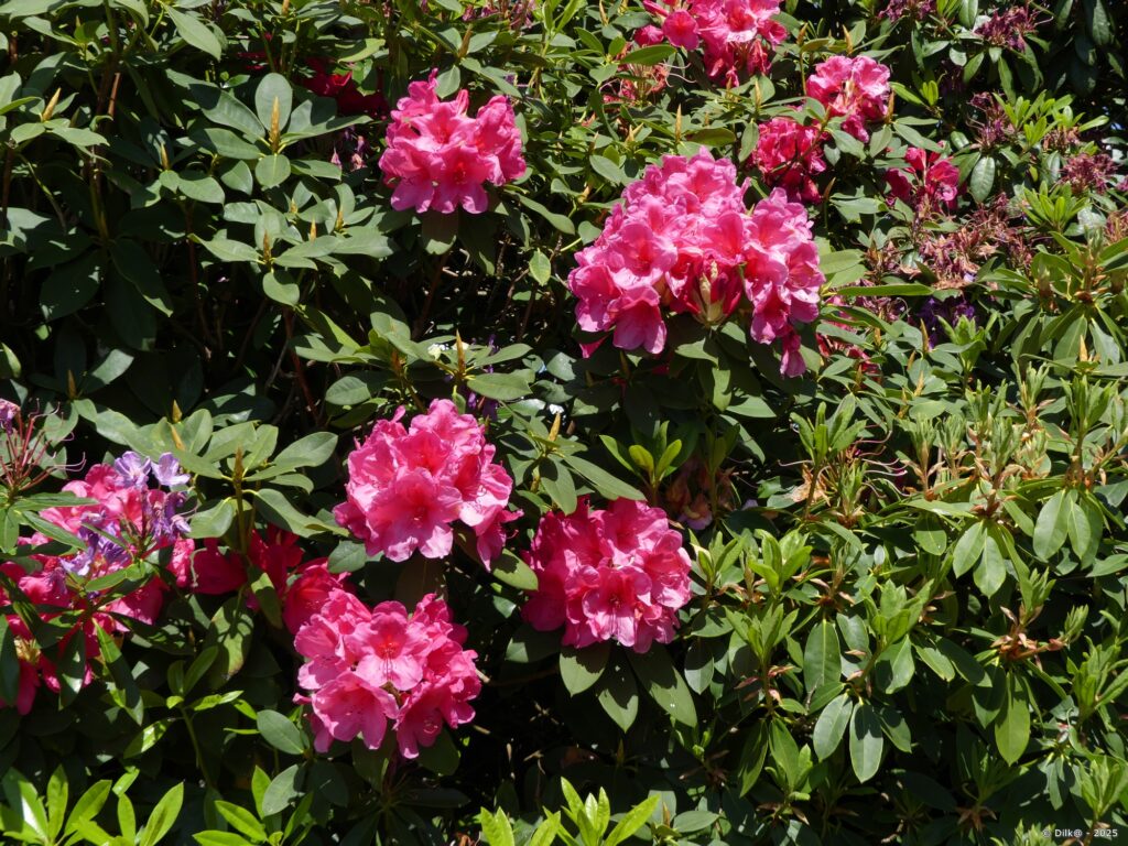 Rhododendron