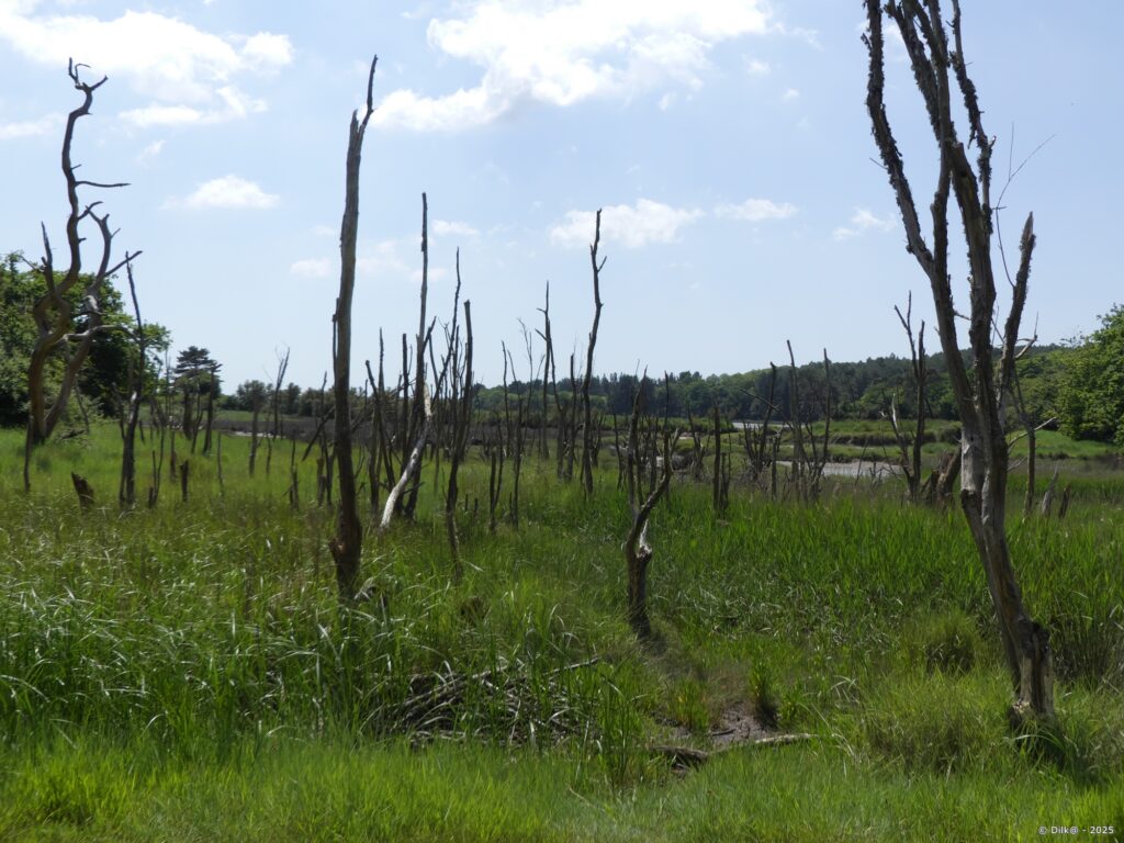Des arbres morts au milieu du marais