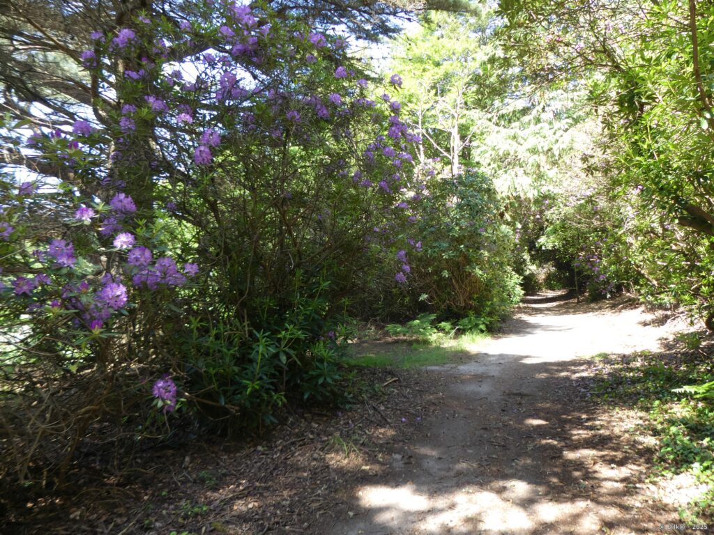 Le sentier est bordé de rhododendrons