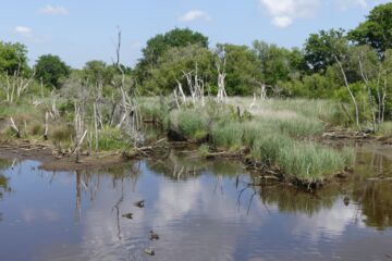 Arbres morts dans le marais