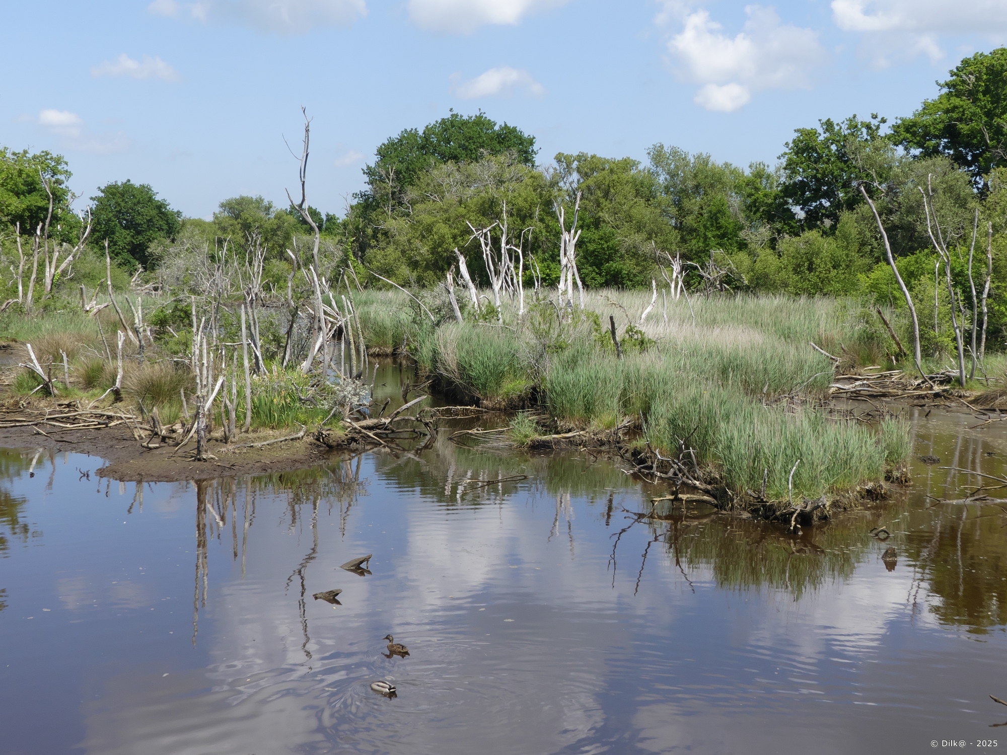 Arbres morts dans le marais
