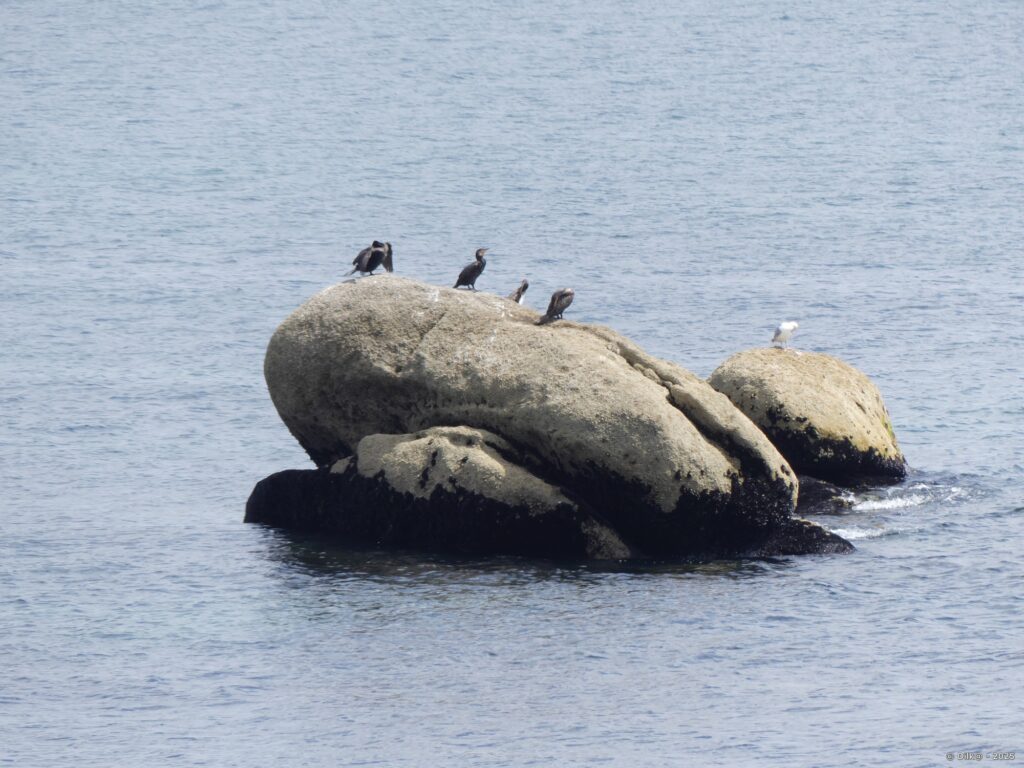 Cormorans et goélans