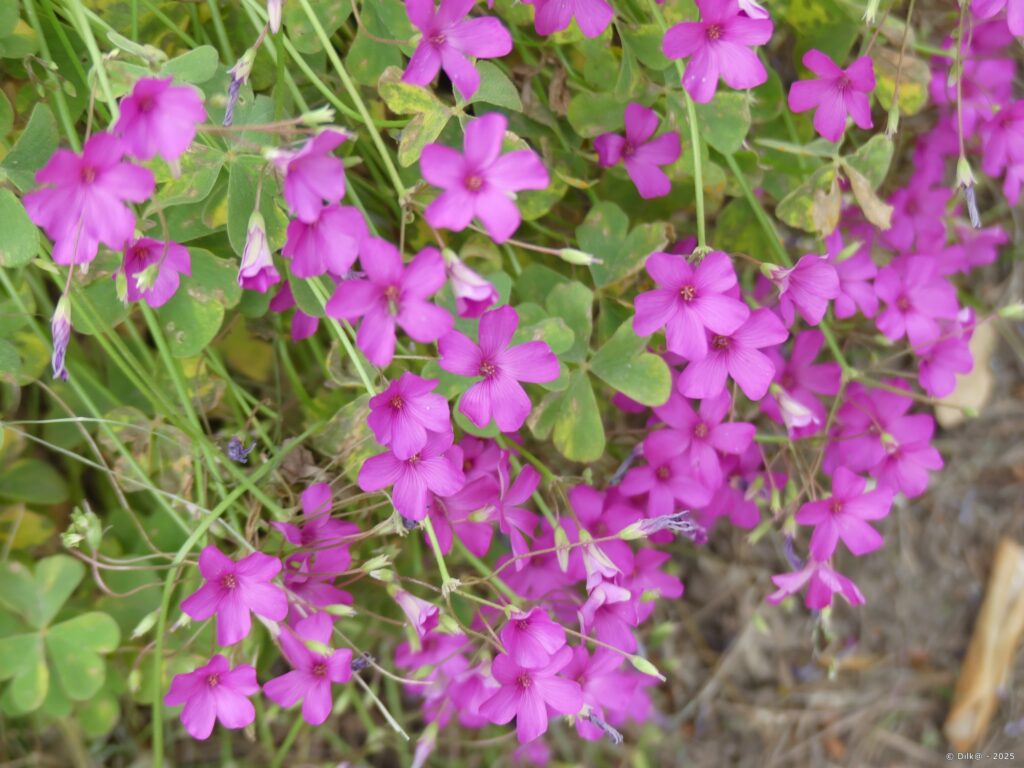 Oxalis articulée