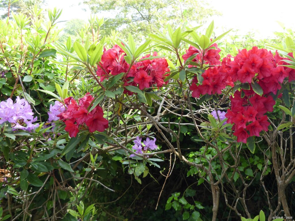 Rhododendrons